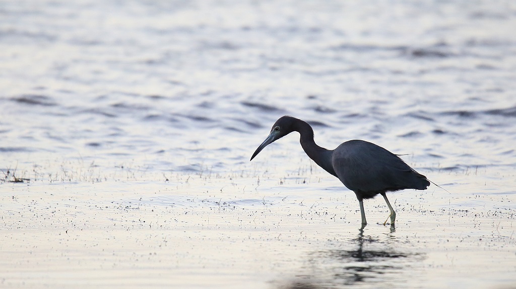 41 Aigrette bleue.jpg