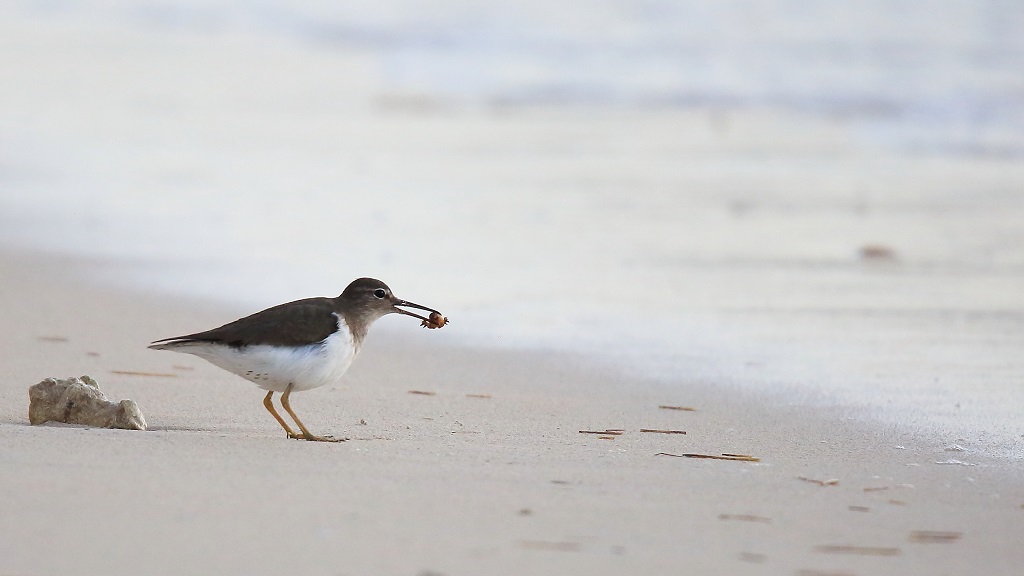 42 Chevalier grivelé.jpg