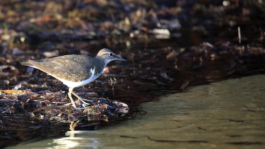 43 Chevalier grivelé.jpg