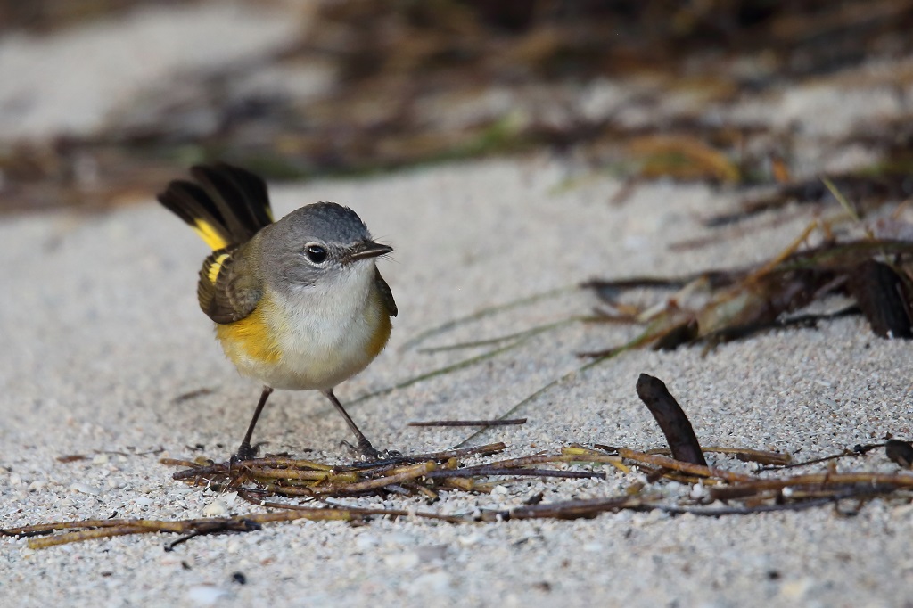 56 Paruline flamboyante femelle.jpg