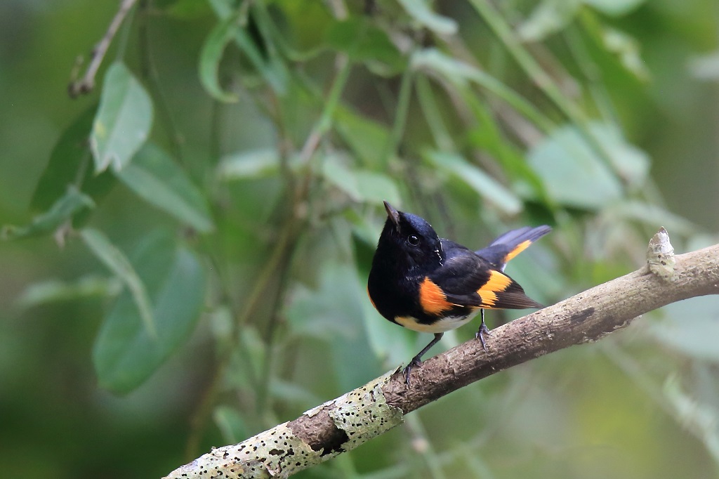 57 Paruline flamboyante.jpg