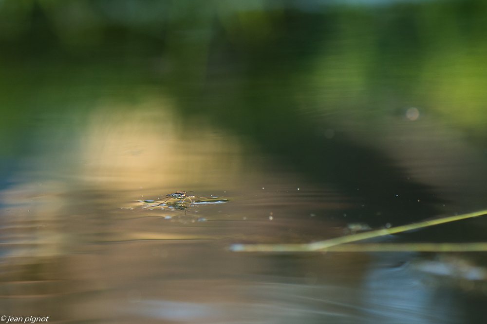 gérisse 3 2020-9063.jpg