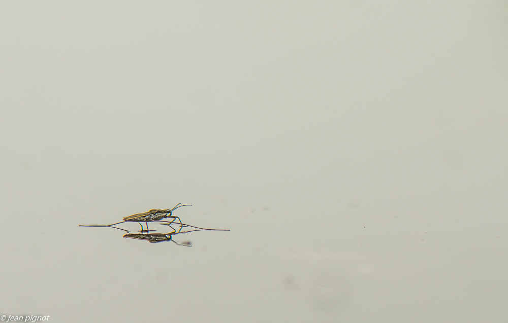 gerisse drink 05 2019.JPG