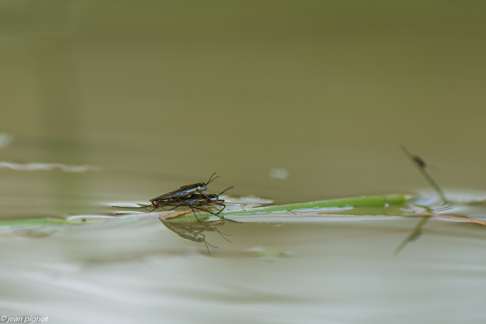 gerris 4 2020-0211.jpg