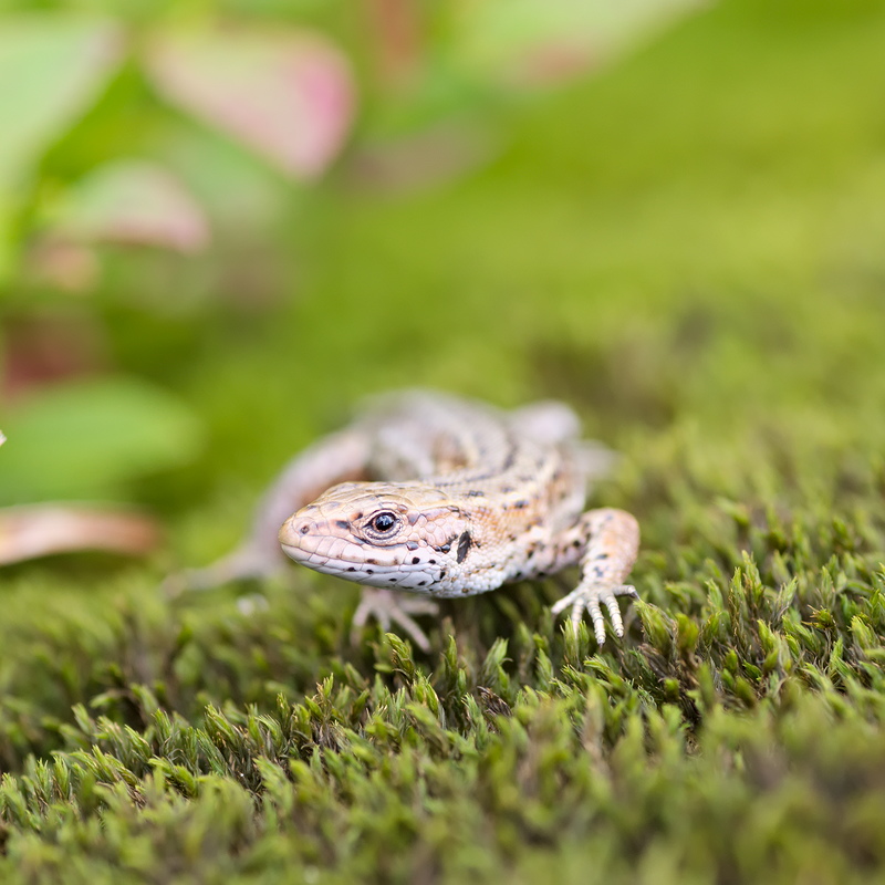 Le_Hoeneck 028-2.jpg