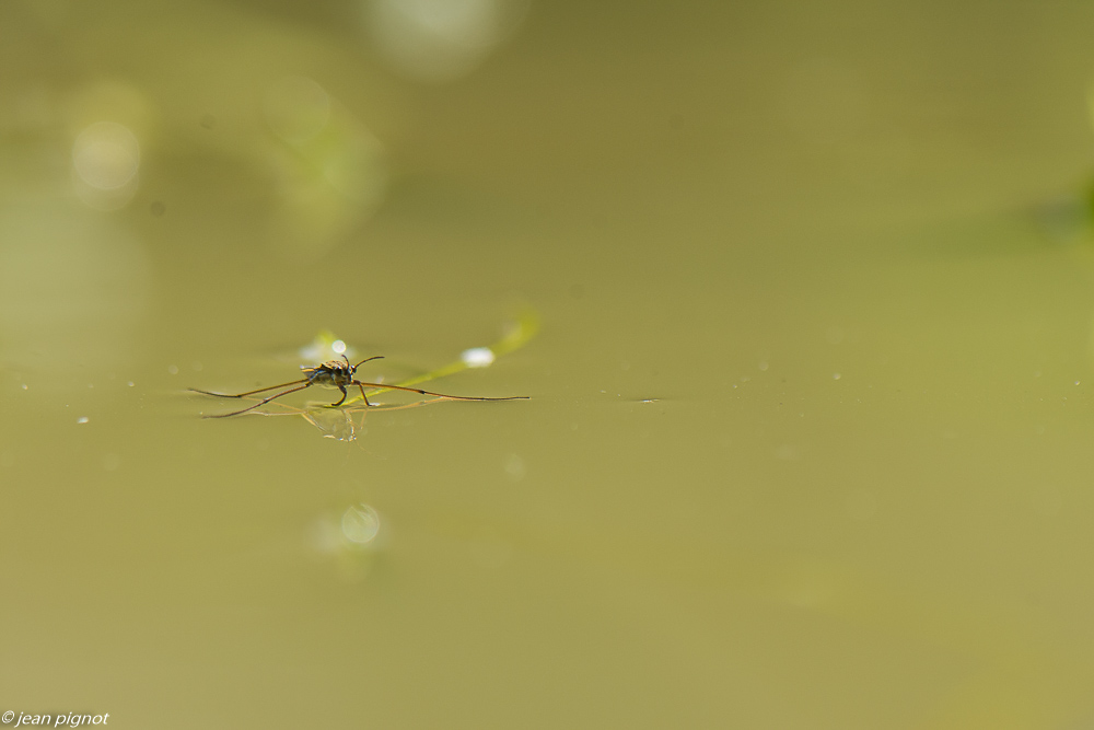 gerris 4 2020-0367.jpg