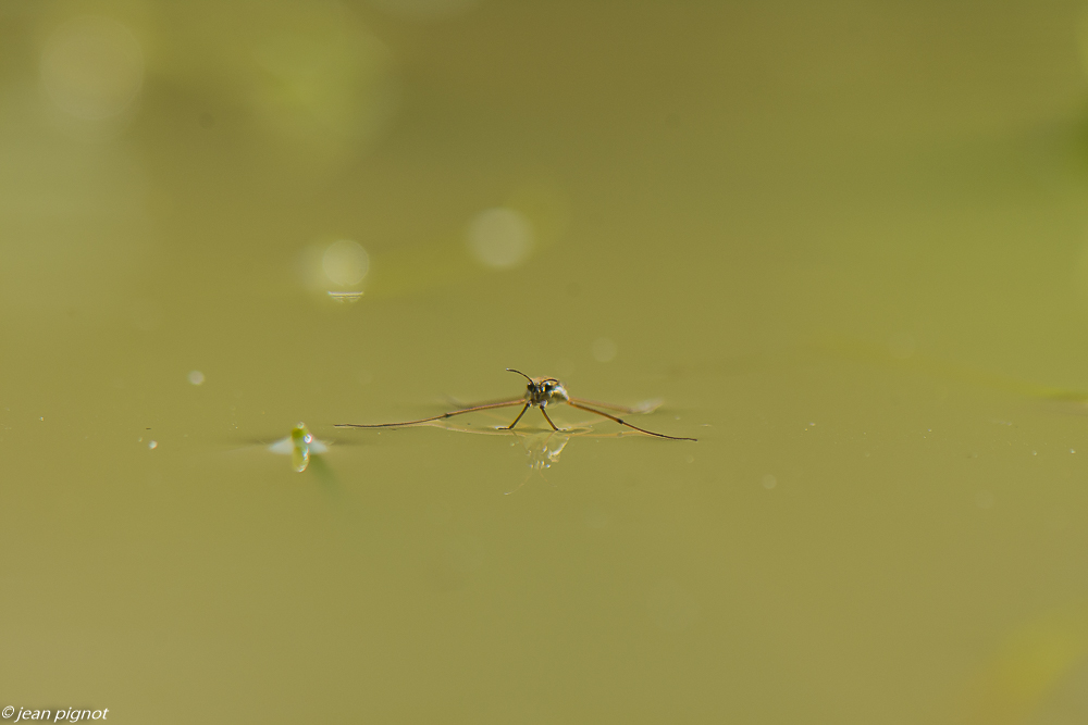 gerris 4 2020-0377.jpg