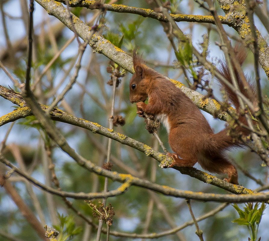Ecureuil façon musculation (1 sur 1)-3.jpg