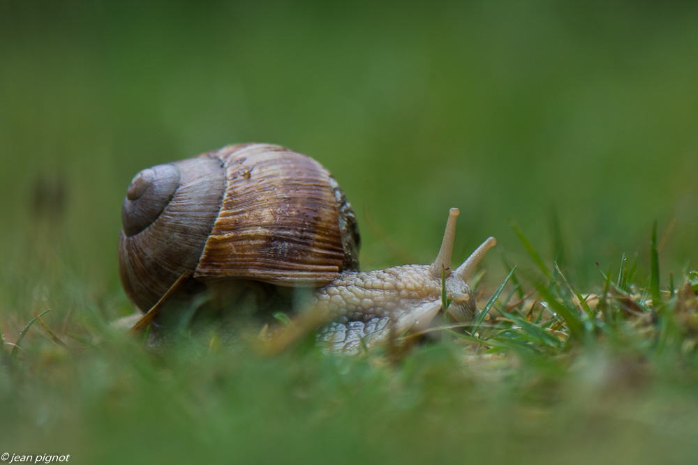 escargot de bourgogne 4 2020-1829.jpg