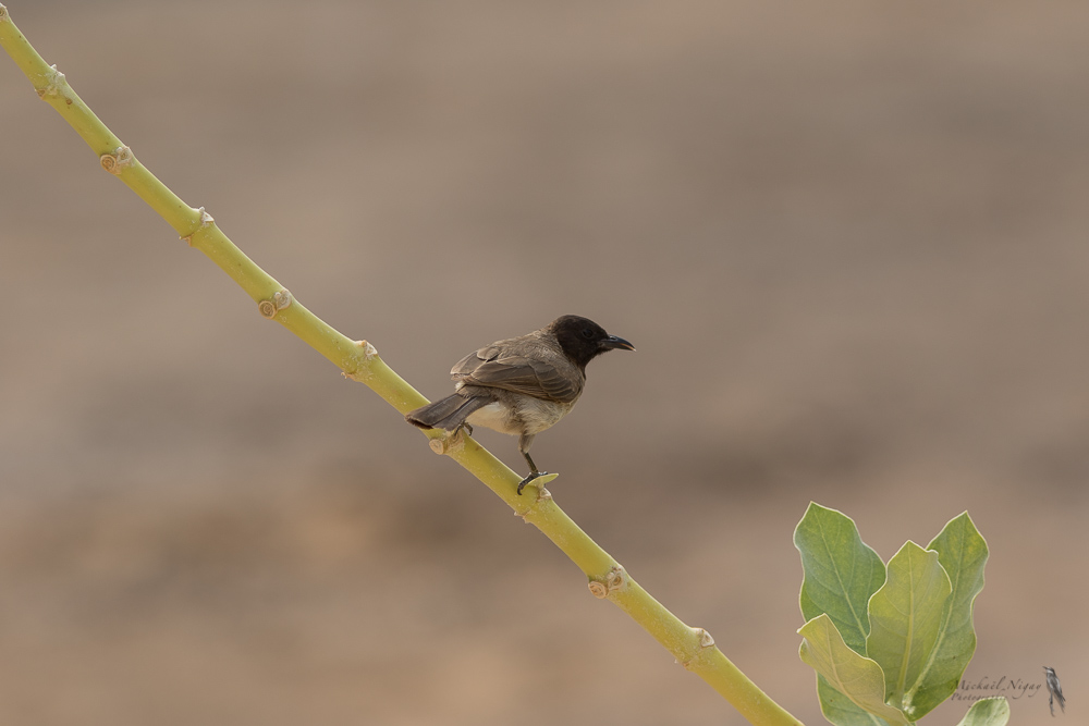 Bulbul.jpg