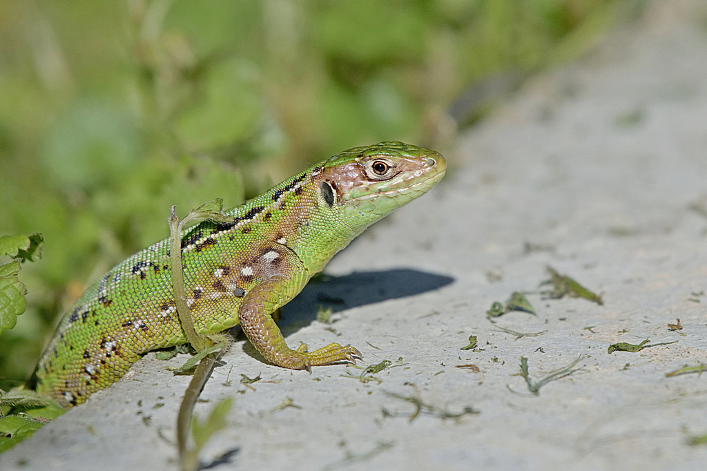 lézard vert femelle.jpg