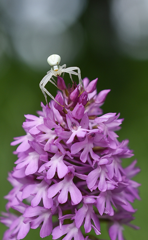 DSC_2381 copie 1.jpg