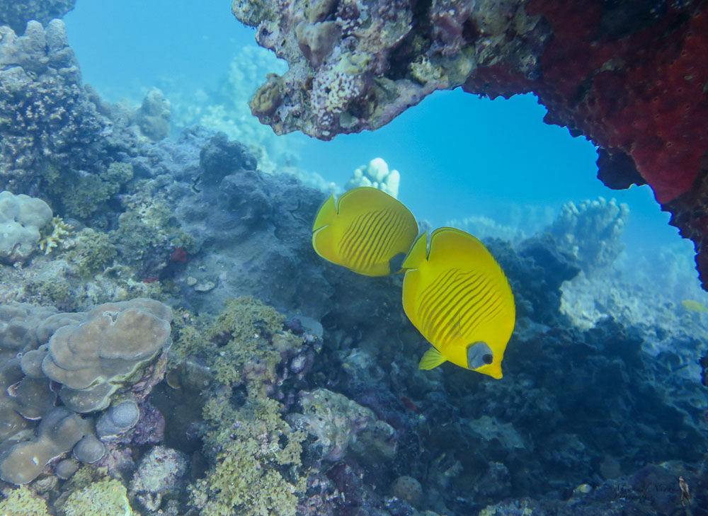 Poisson papillon jaune masqué.jpg