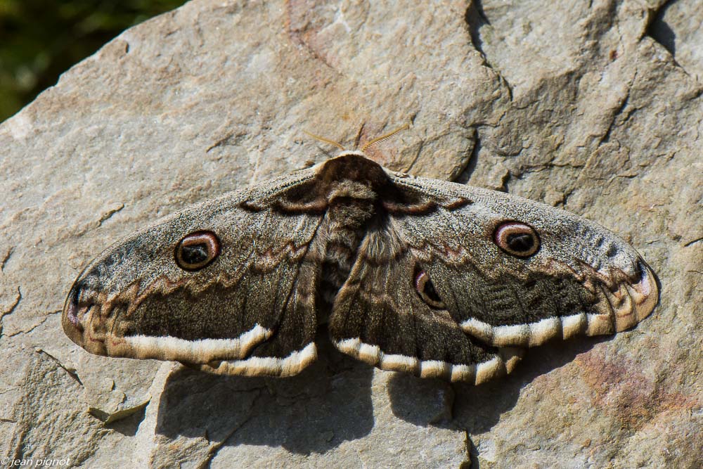 grand paon de nuit 05 2020-3346.jpg