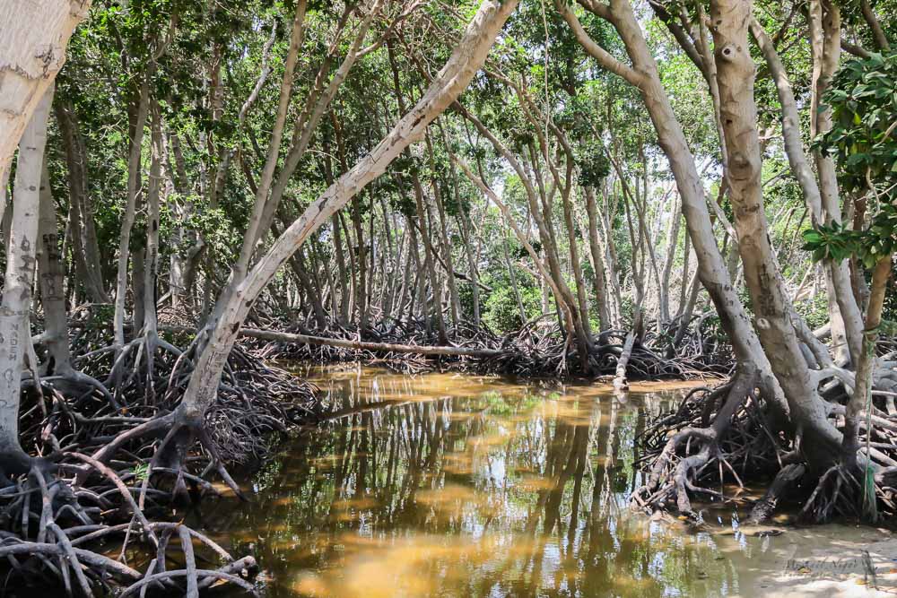 Mangrove de Moucha.jpg