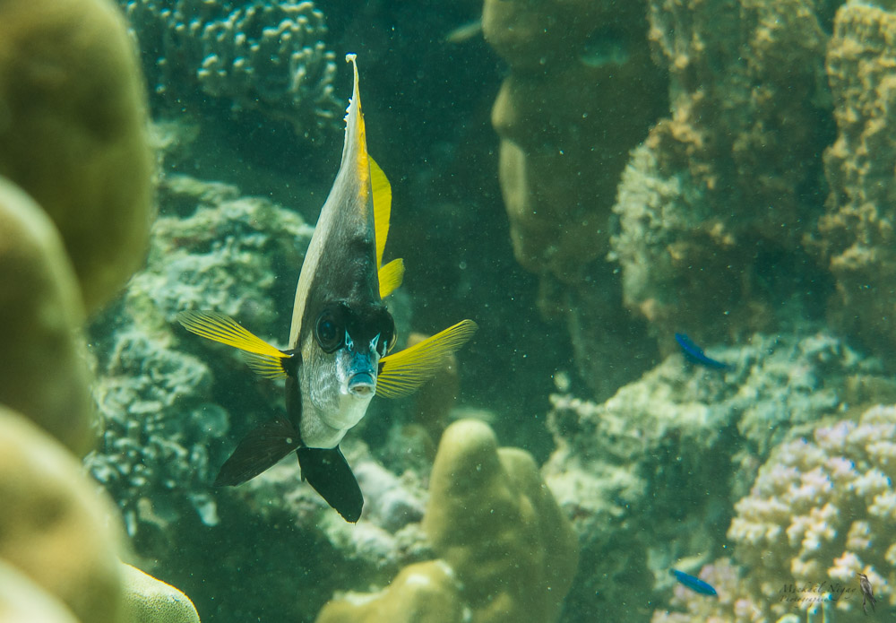 Poisson cocher.jpg