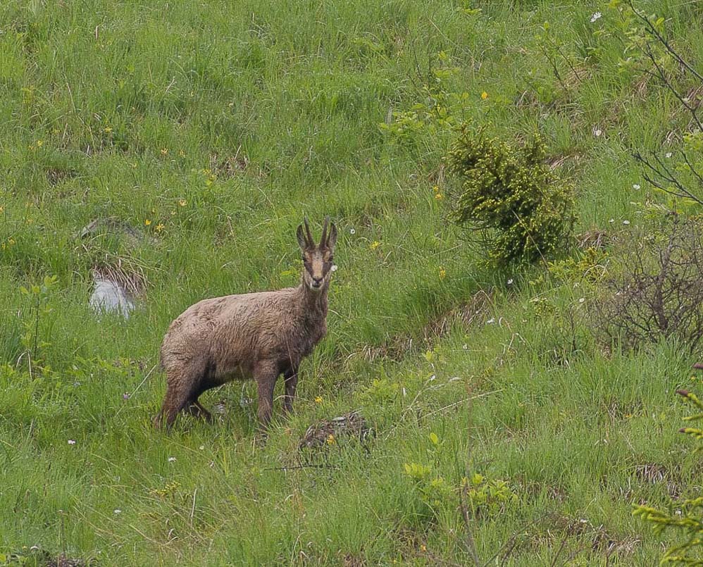Chamois.jpg