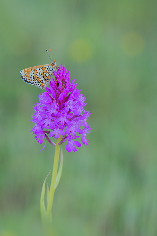 5-Orchis pyramidal et mélitée orangée.jpg