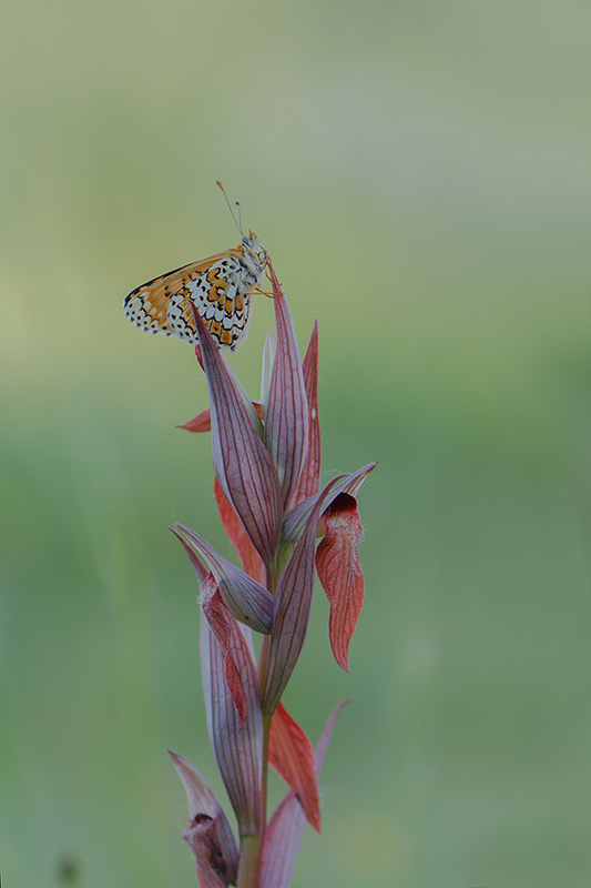 6-Sérapias long labelle et mélitée orangée.jpg