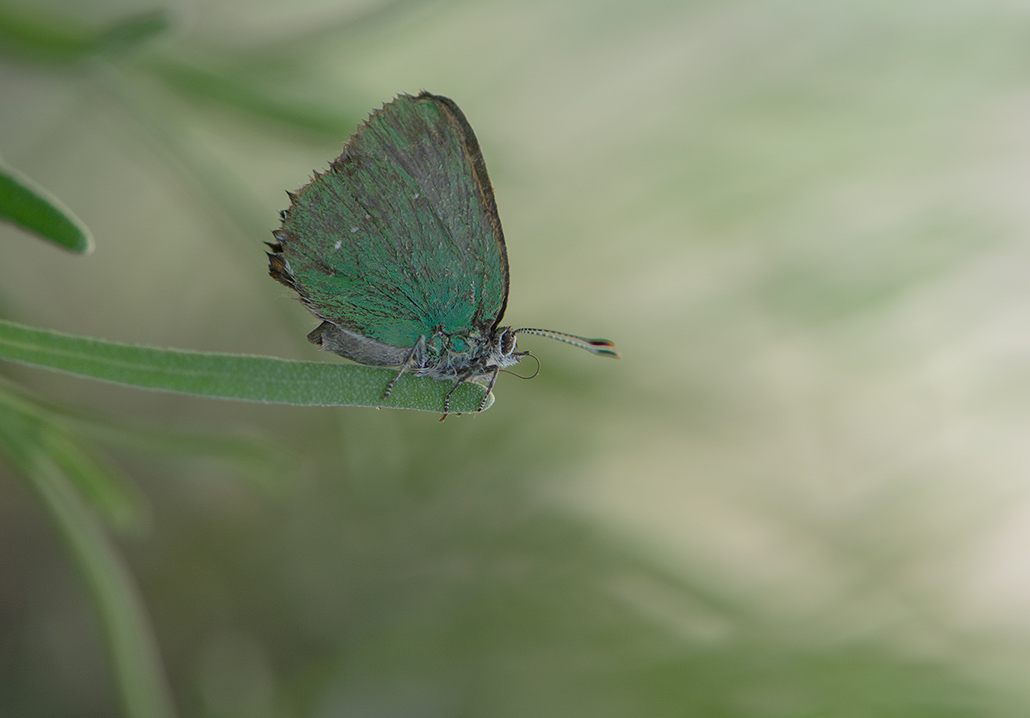 7-Argus vert ou thécla de la ronce.jpg