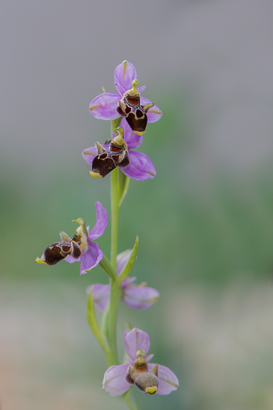 10-Ophrys scolopax (O. bécasse).jpg
