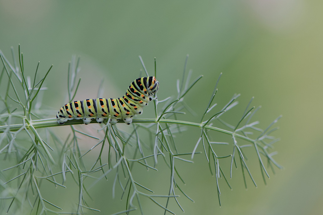 13-Chenille de machaon.jpg