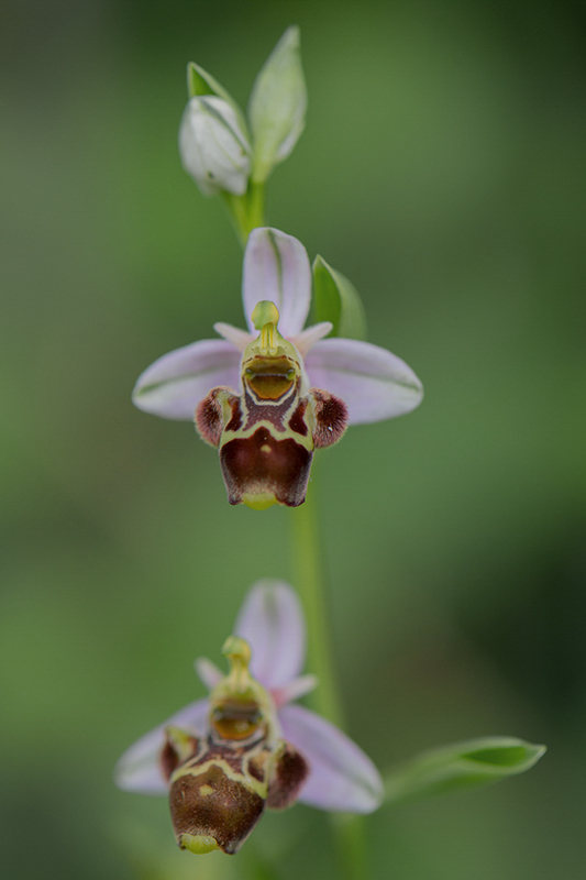 14-Ophrys picta (O Peinte).jpg