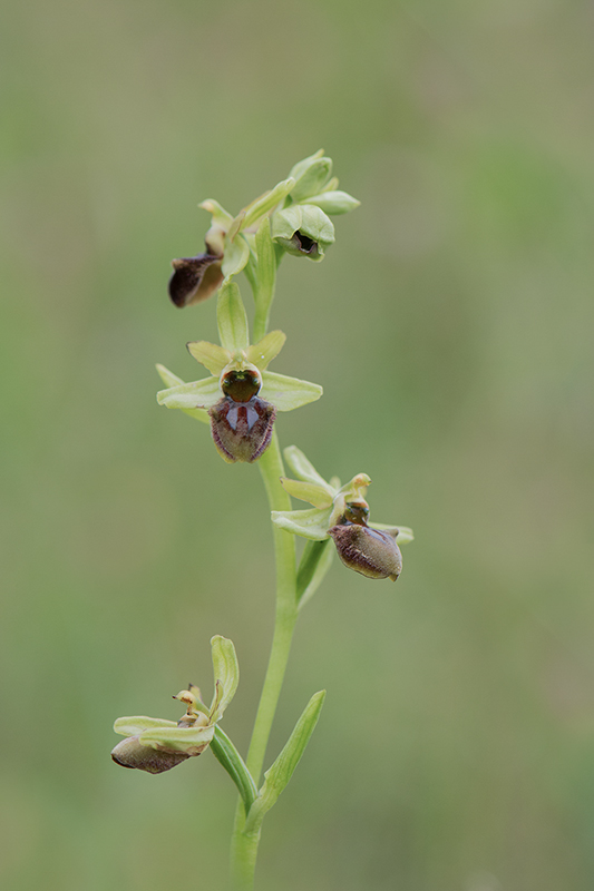 15-Ophrys shegodes.jpg