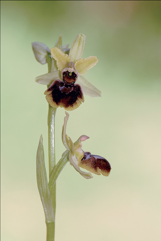 16-Ophrys araneola.jpg