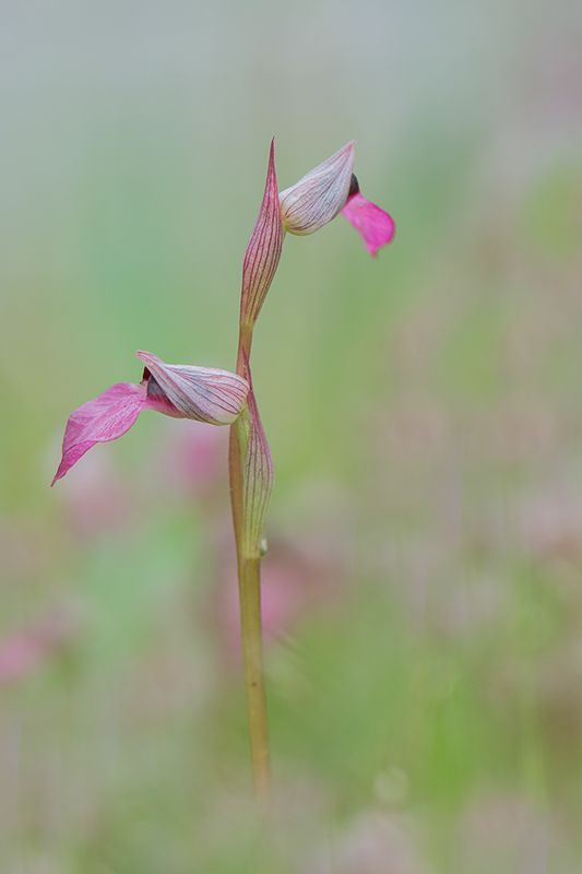 17-sérapias langue.jpg