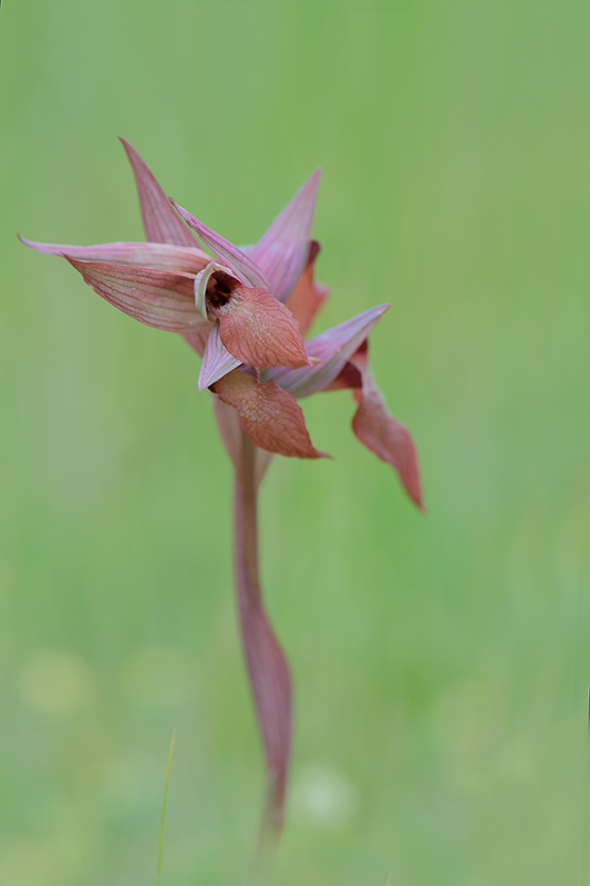 18-sérapias long labelle.jpg