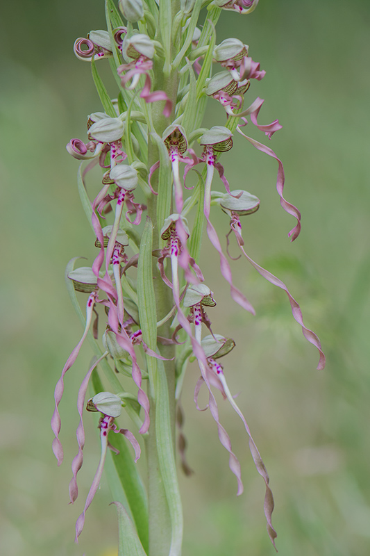 19-orchis bouc.jpg