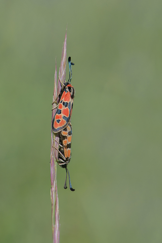 23-Zygènes de la petite coronille.jpg