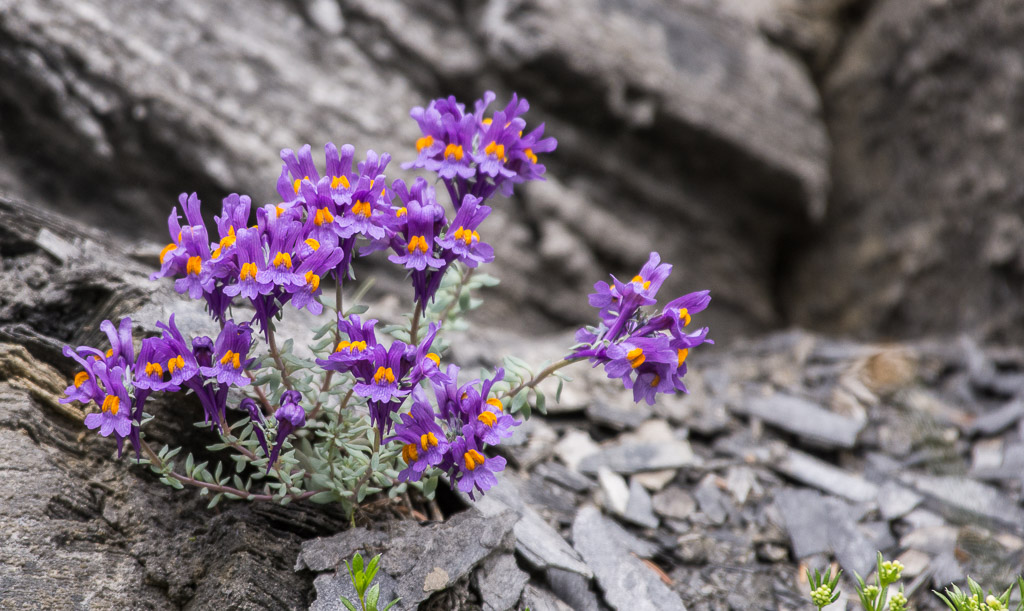 Linaire des alpes-6633.jpg
