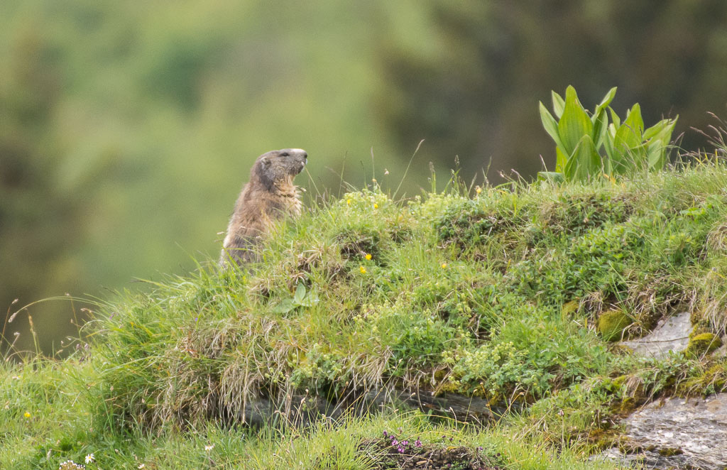 Marmottes-2.jpg