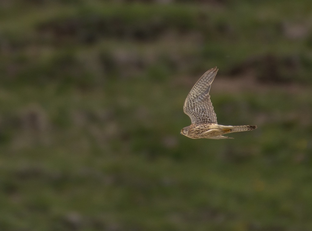 Faucon crécerelle-.jpg