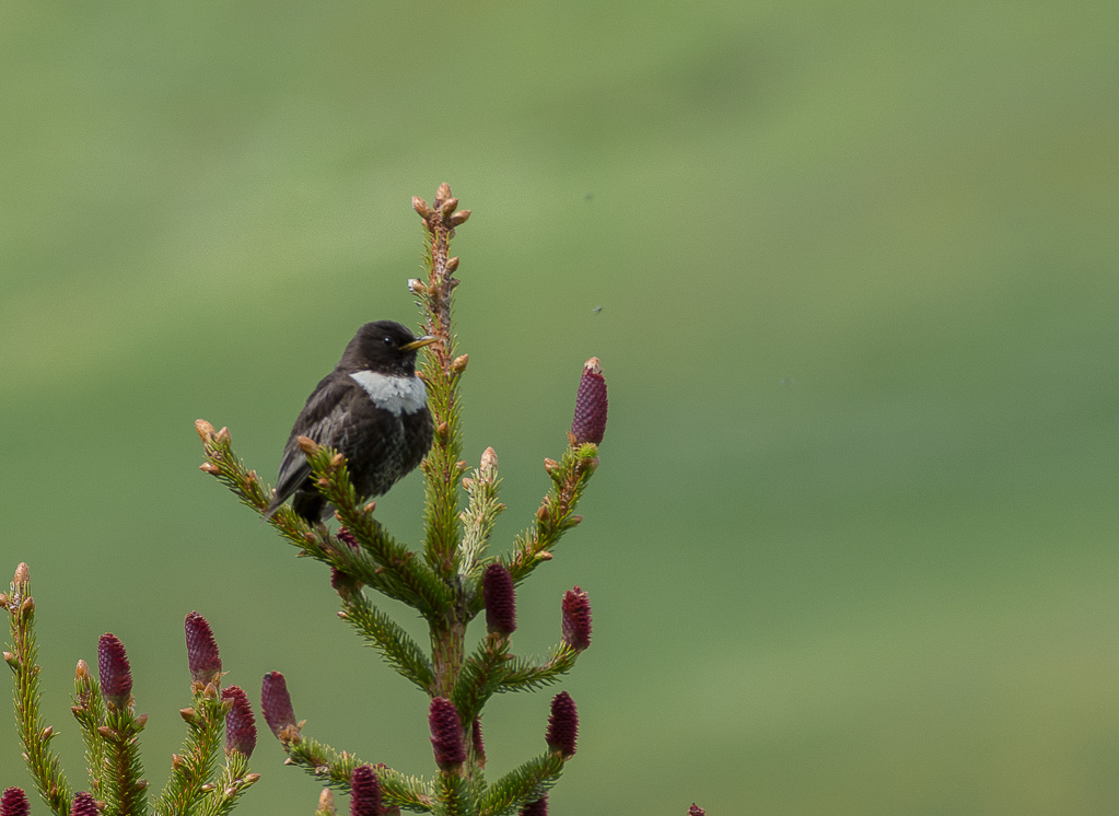 Merle à plastron--2.jpg