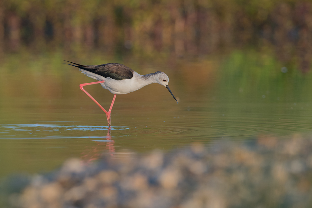 25-Echasse blanche..jpg