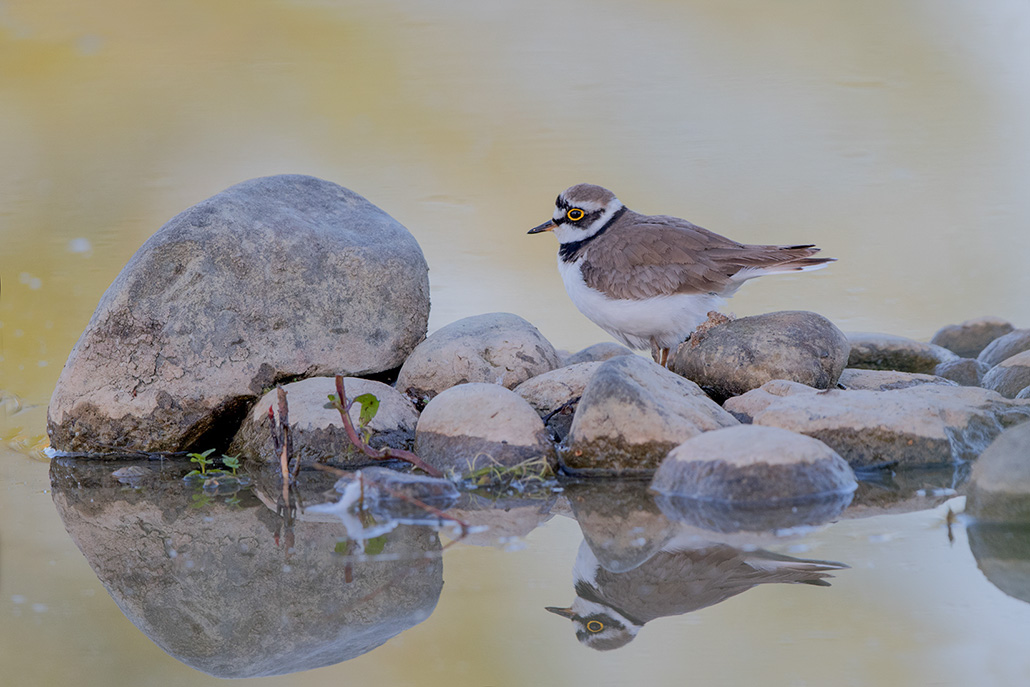 26-Petit gravelot.jpg