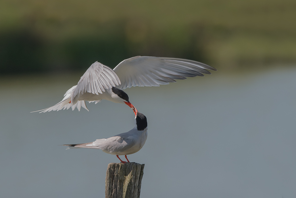 27-Sterne pierregarin.jpg