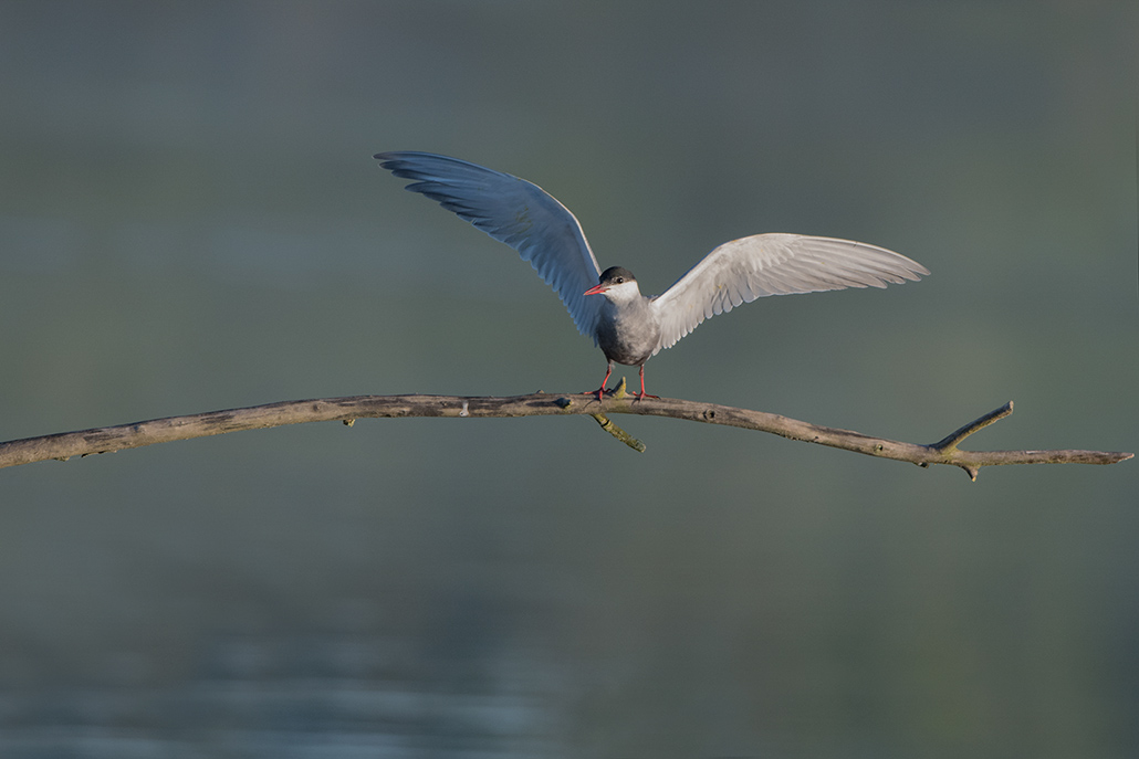 28-Guifette noire.jpg