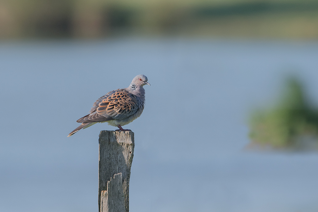 29-Tourterelle des bois.jpg