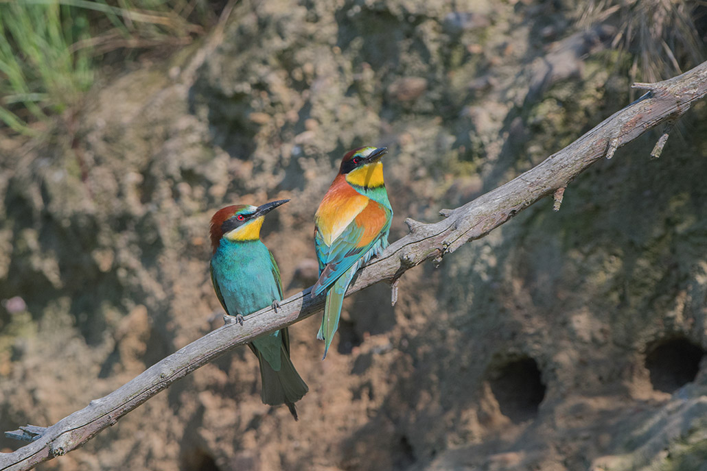 30-Guêpier d'Europe.jpg