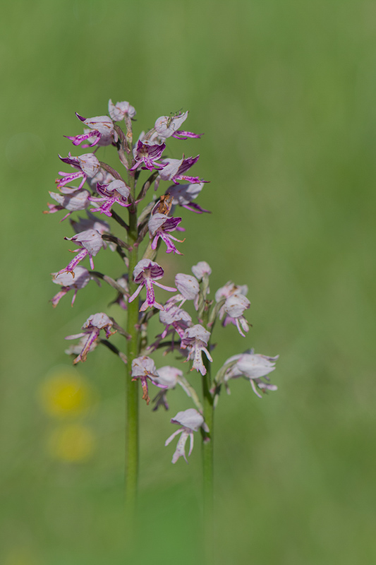 31-Orchis militaris- (  O.militaire ).jpg