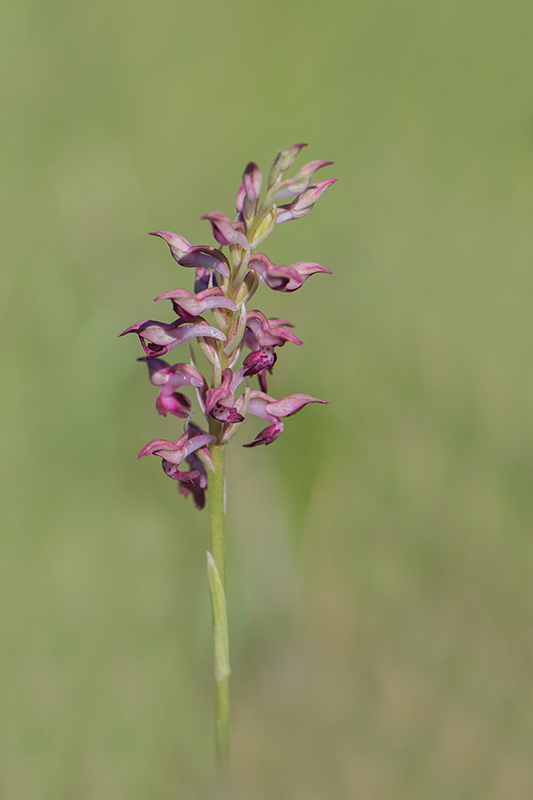 32-Orchis fragrans (O.parfumé ).jpg