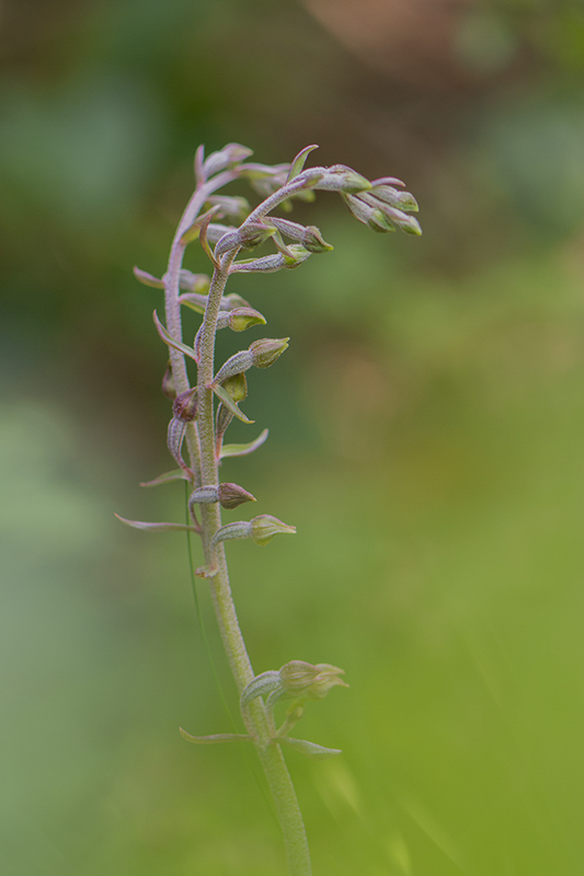 33-Epipactis microphylla ( E à petites feuilles ).jpg