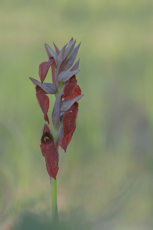 50-Serapias cordigera.jpg