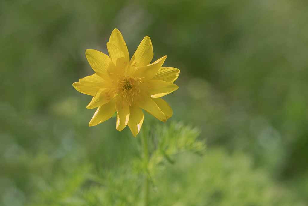88-Adonis des Pyrénées.jpg