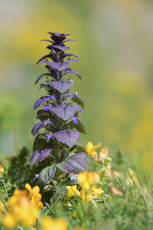 89-Bugle en pyramide.jpg