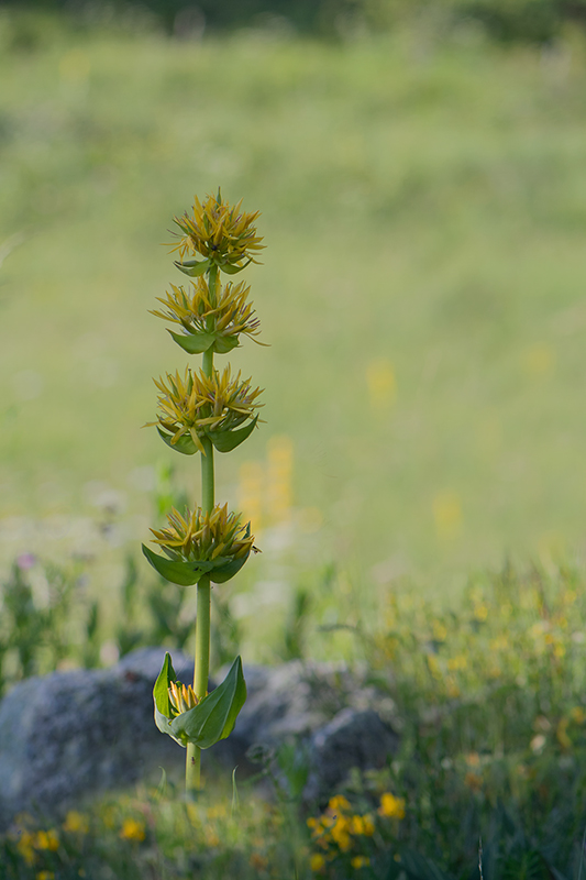 90-Grande gentiane.jpg